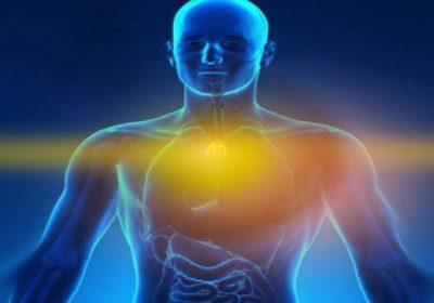 El chakra del timo, la gestión del avatar por el alma y la conexión cerebro-corazón