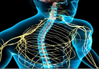 Sistema nervioso, meridianos, límites en el ADN y el potencial energético que tiene el ser humano