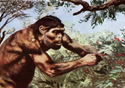 Filogenia de la humanidad, historia de la creación de nuestros ancestros. Parte III