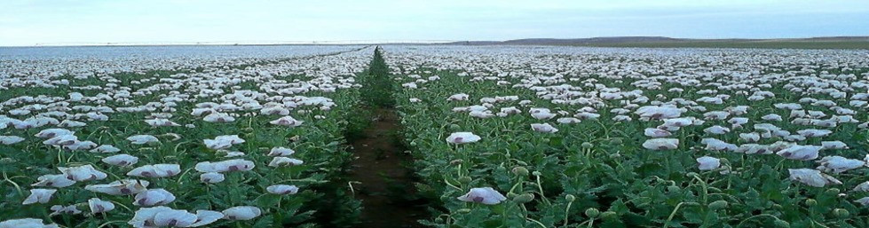 Eliminando las plantas usadas como materia prima para la creaci&oacute;n de estupefacientes