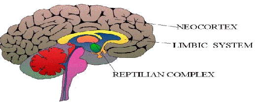 Dominando los impulsos del cerebro reptil