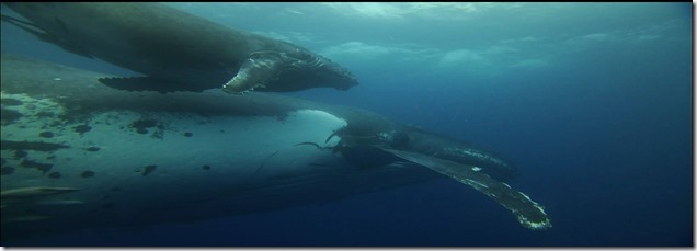 El “tren”, visto por delfines y ballenas