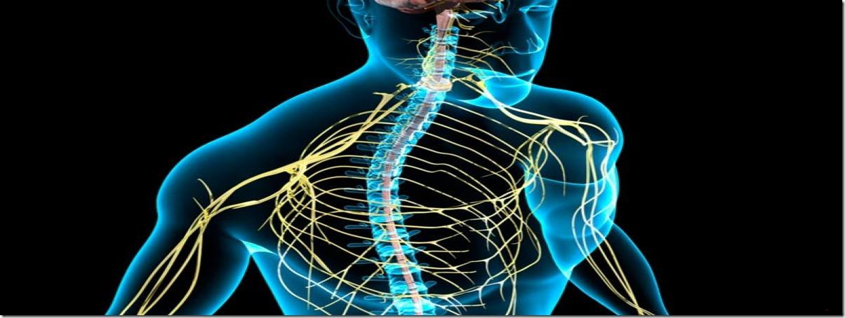 Sistema nervioso, meridianos, l&iacute;mites en el ADN y el potencial energ&eacute;tico que tiene el ser humano