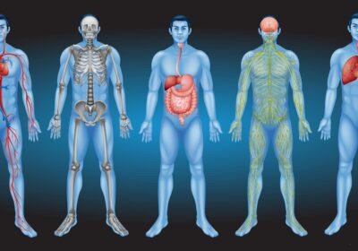 El centro instintivo y la automatización de la vida biológica