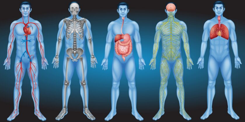 El centro instintivo y la automatización de la vida biológica